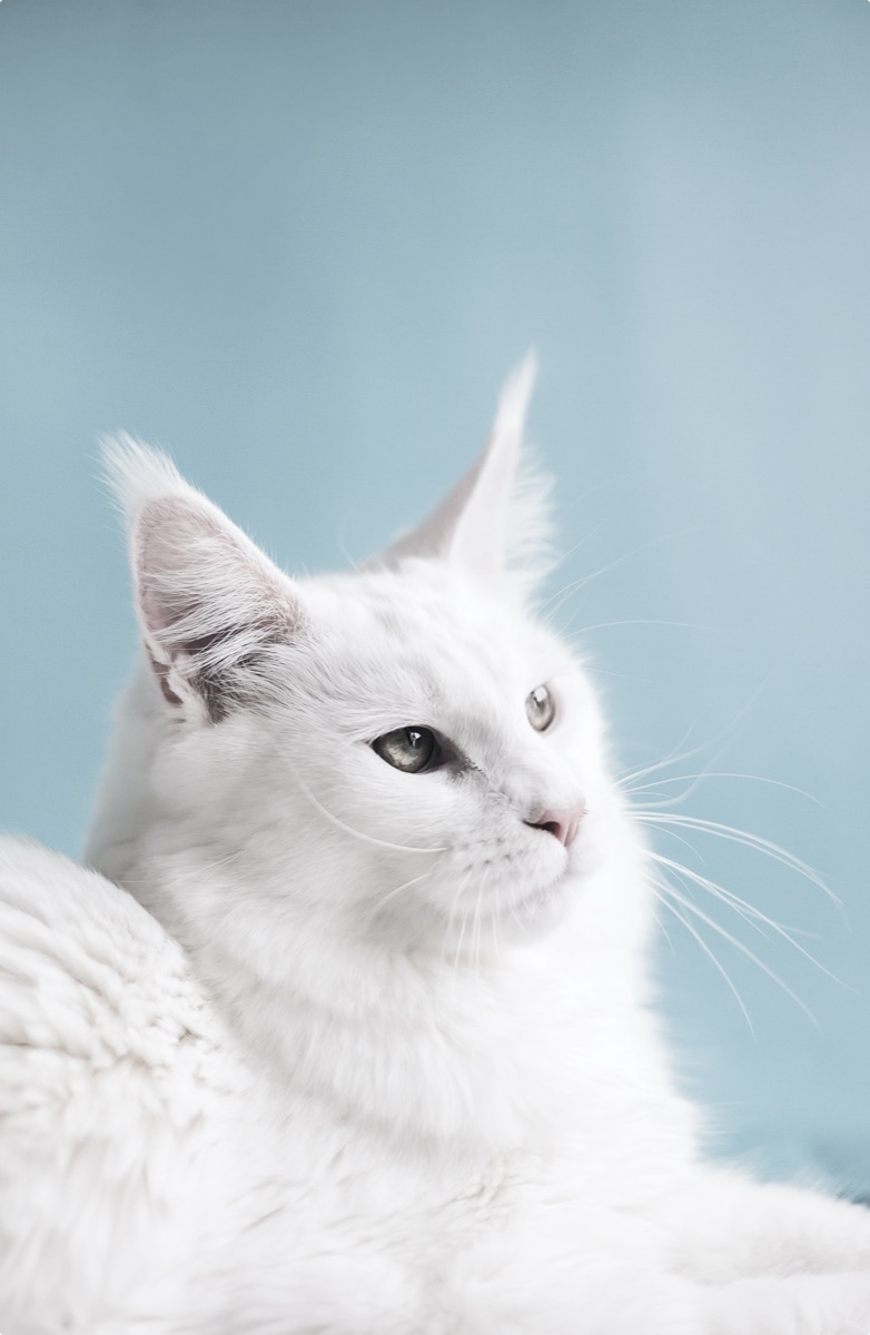 Иконка услуги